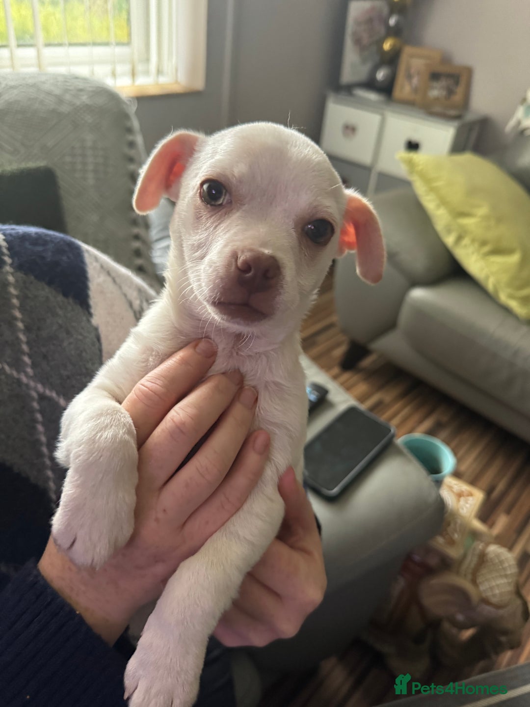 Jug dogs for sale: Jack Russell x pug puppy  - Advert 2