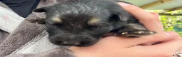 German Shepherd dogs for sale: KC Registered Longcoat German Shepherd pups  - Advert 12