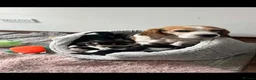Beagle dogs for sale: Beautiful Beagle puppies  - Advert 5
