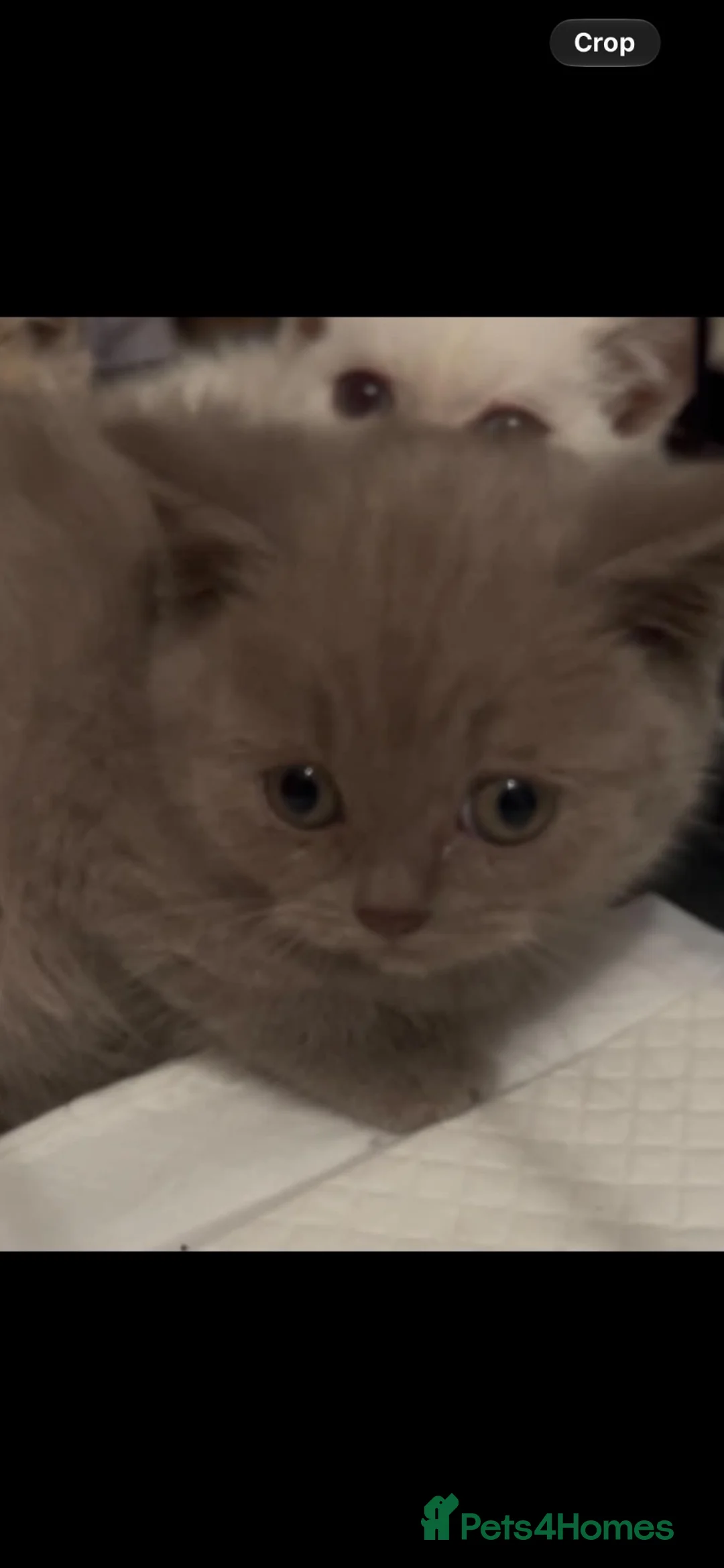 British Shorthair cats for sale: Stunning male lilac/spotted BSH kittens  - Advert 11
