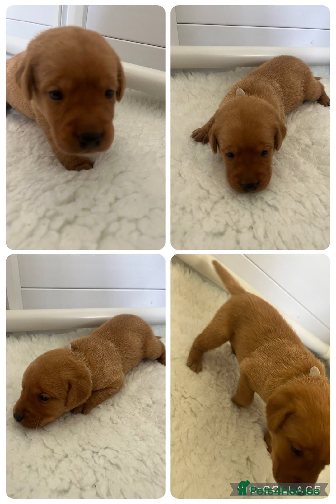 Labrador Retriever dogs for sale: Fox red Labrador Puppies - Image 11