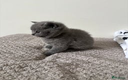 British Shorthair cats for sale: Chunky Lilac & blue bsh kittens  - Image 15