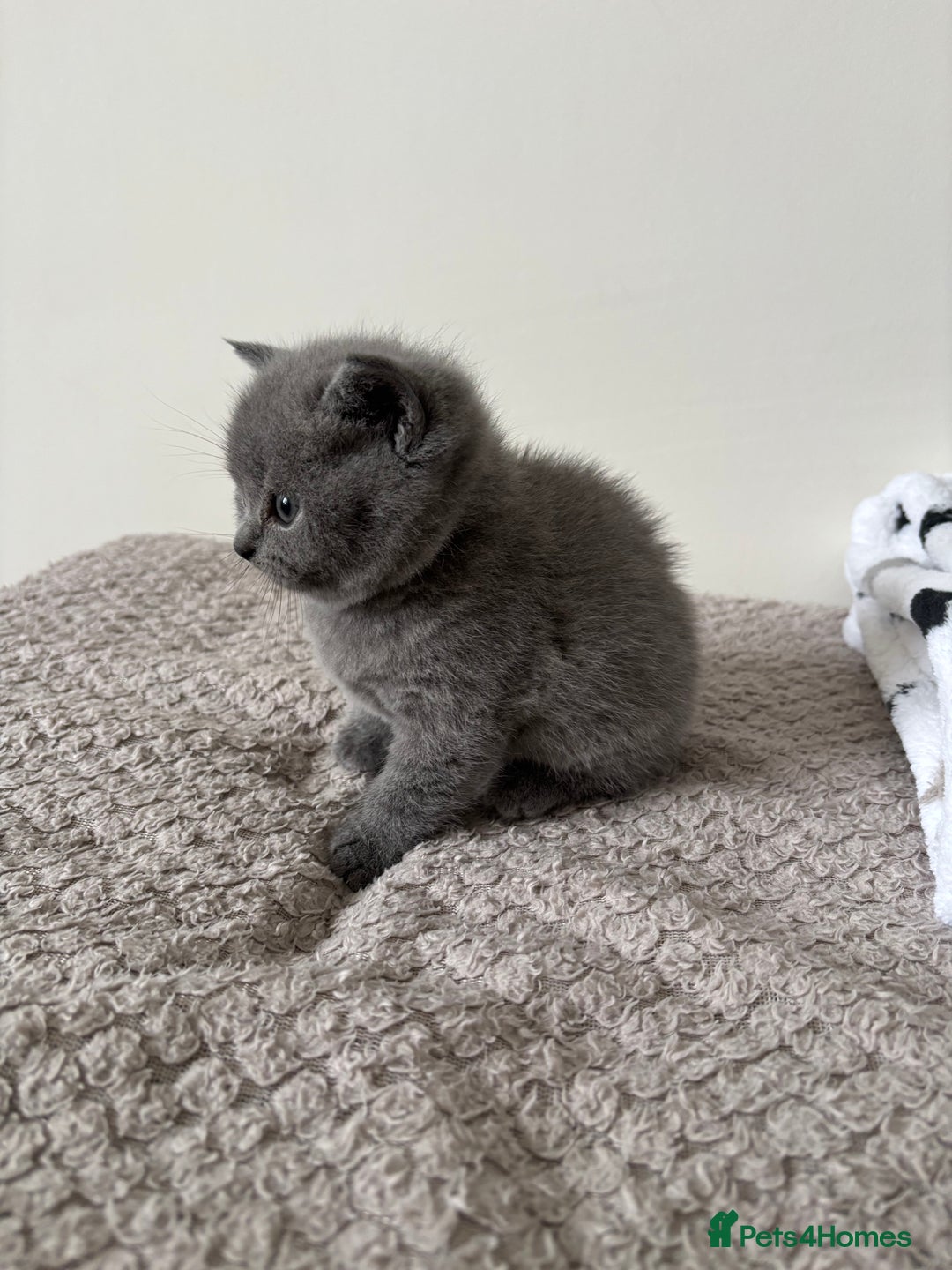 British Shorthair cats for sale: Chunky Lilac & blue bsh kittens  - Image 15