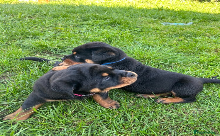 Rottweiler dogs - Advert 1