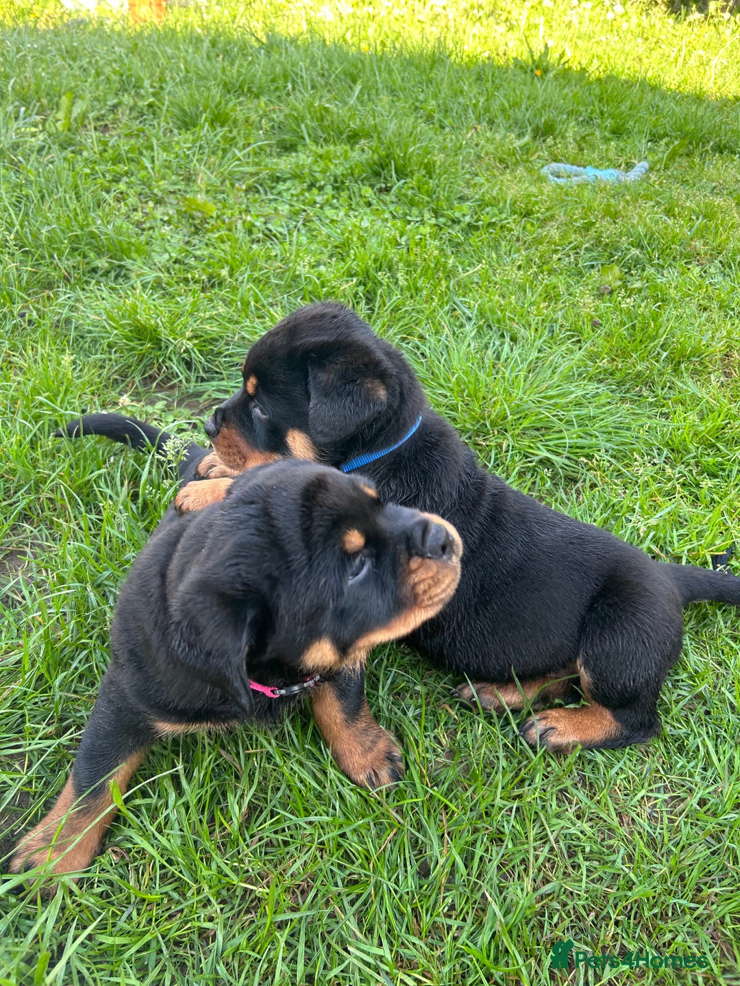 Rottweiler dogs for sale: Beautiful KC registered Rottweiler puppies  - Image 1