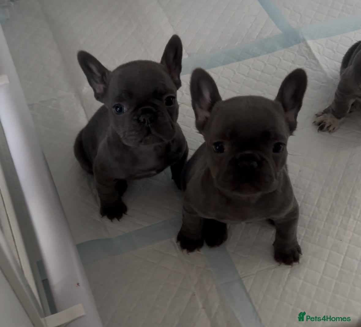 French Bulldog dogs 4 Beautiful Girl Frenchie's  - Advert 13