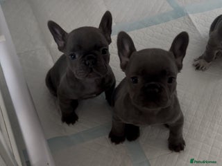 French Bulldog dogs 4 Beautiful Girl Frenchie's - Advert 8