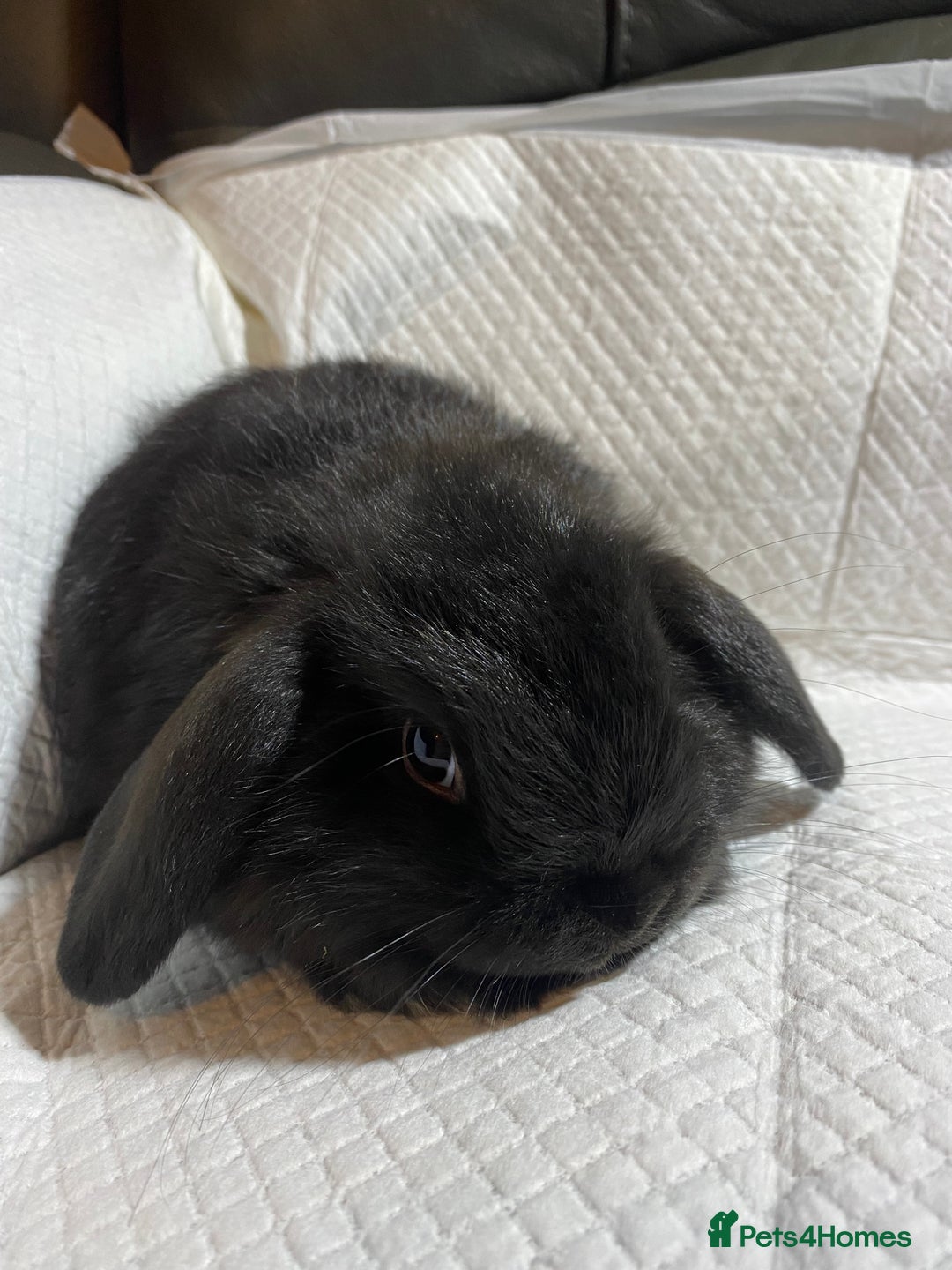 Mini Lop rabbits for sale: Mini lop litter- unusual colours. - Advert 9