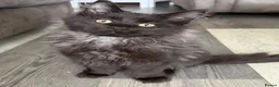 Maine Coon cats for sale: Tica registered black smoked male Maine coon - Advert 6