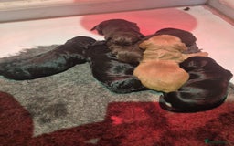 Cocker Spaniel dogs for sale: Kc registered working cocker spaniels - Image 2