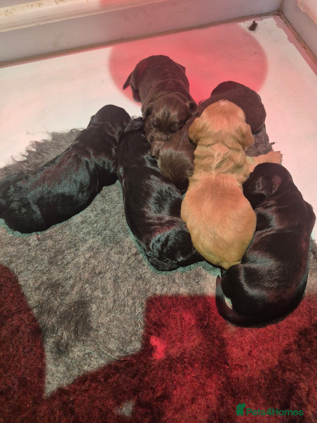 Cocker Spaniel dogs for sale: Kc registered working cocker spaniels - Image 2