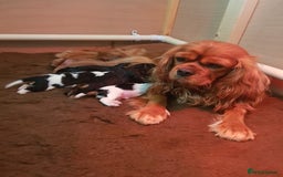 Cavalier King Charles Spaniel dogs for sale: 2 Cavalier king Charles puppies left - Image 3