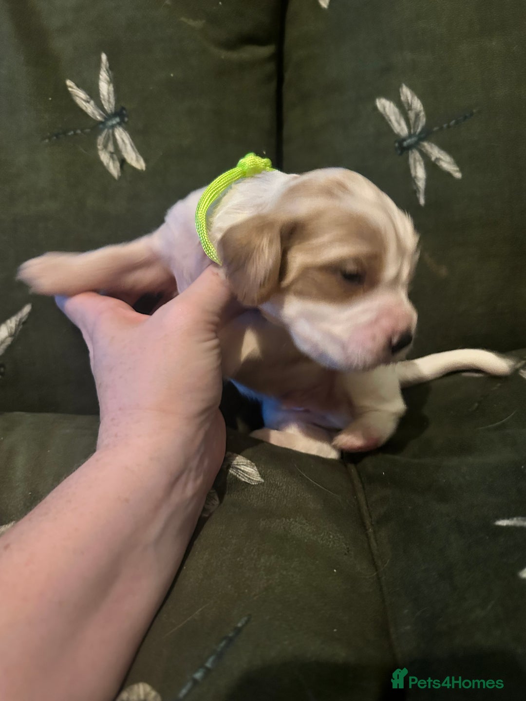 Cockalier dogs for sale: Cockalier puppies  - Advert 16