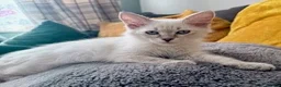Siberian cats for sale: Beautiful Pure Siberian Kittens - Hypoallergenic - Advert 9