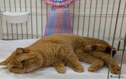 British Shorthair cats for sale: Show champion red British shorthair boy for sale  - Image 3
