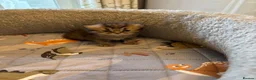 British Shorthair cats for sale: Pedigree British Shorthair  - Advert 12