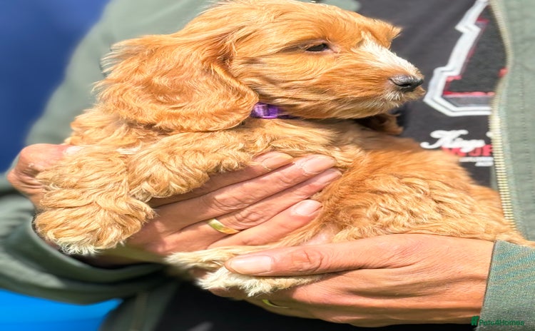 Cockapoo dogs - Advert 15