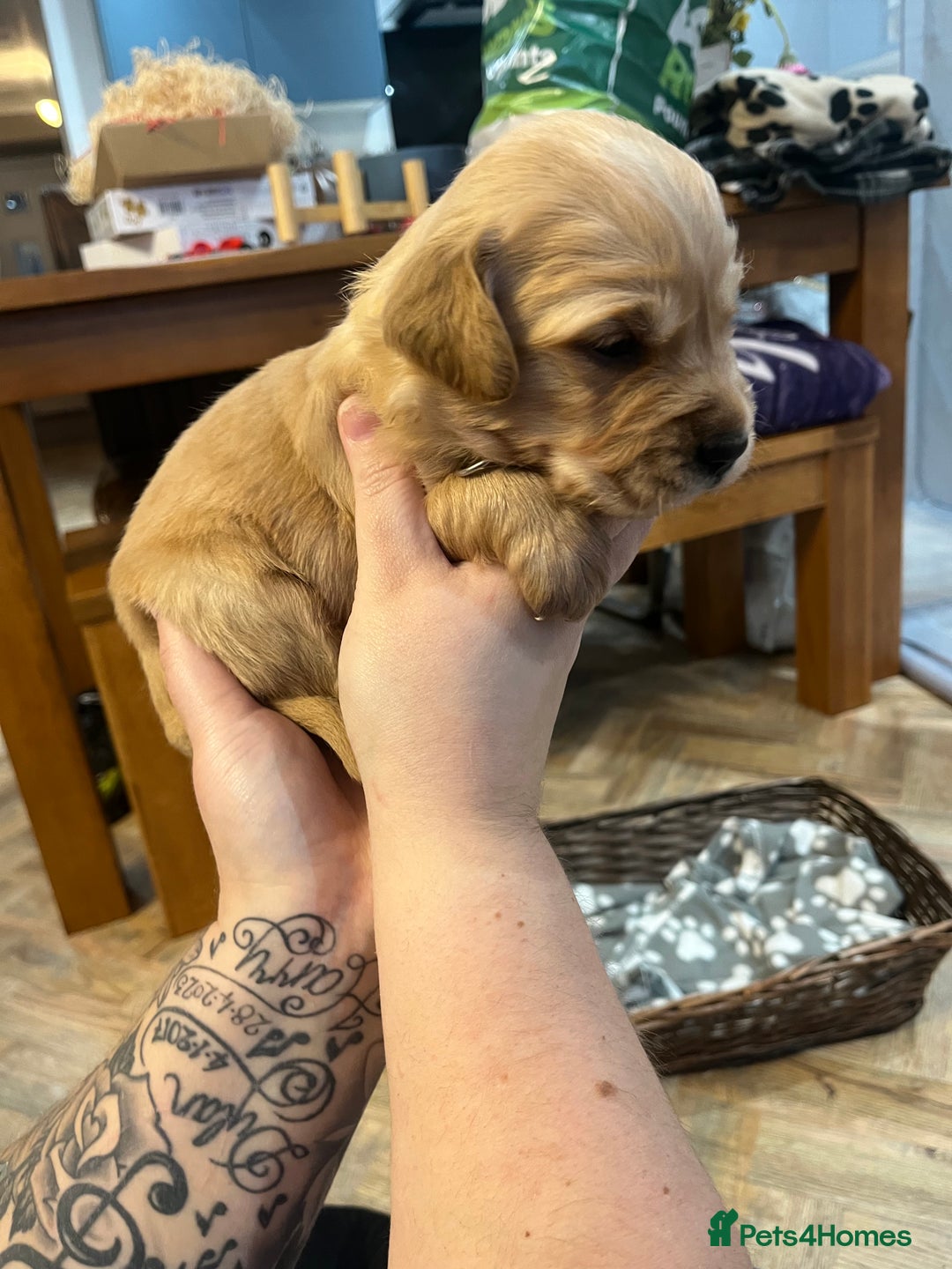 Golden Retriever dogs for sale: Gorgeous litter of 9 Golden Retrievers  - Image 18