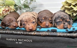 Miniature Dachshund dogs for sale: Miniature Daschund KC. PRA-OI-CRD-PRA-NCL - Image 25