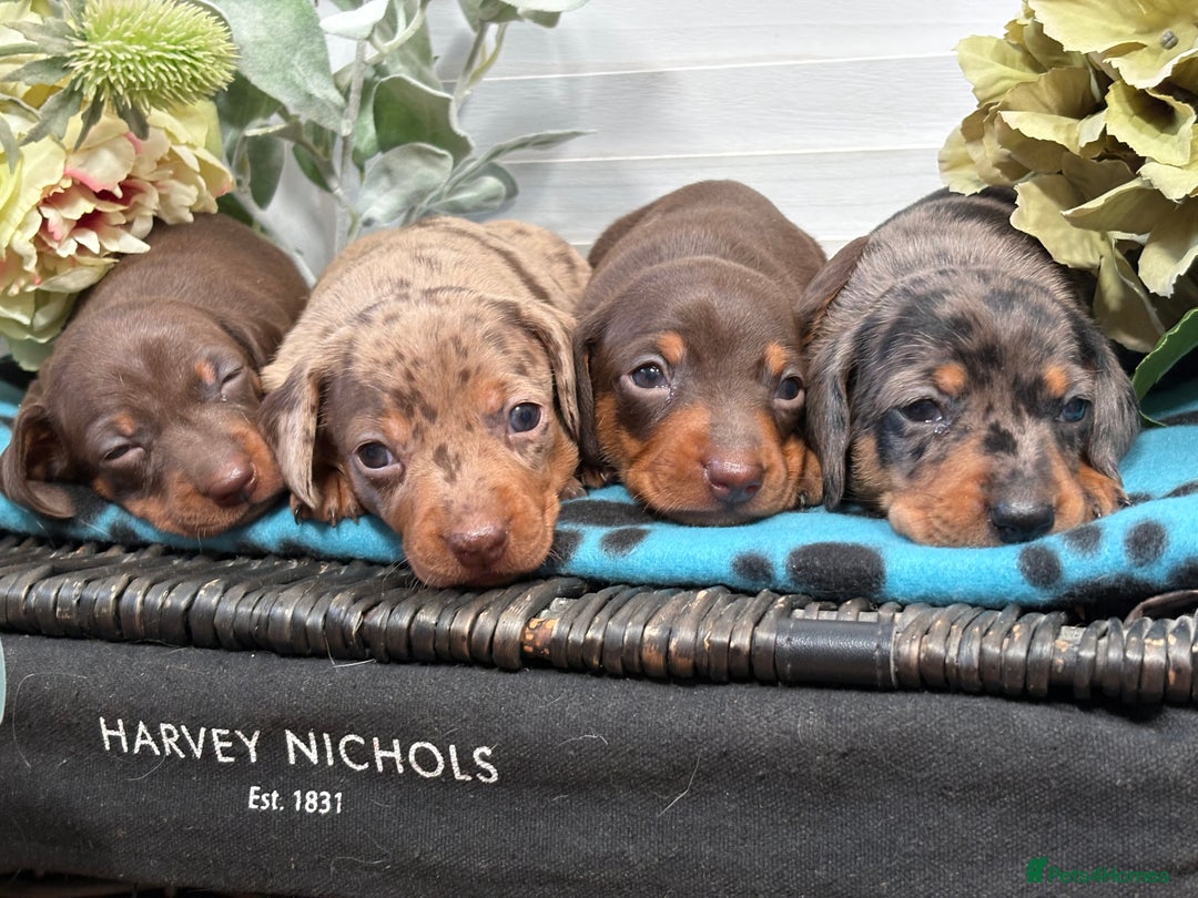 Miniature Dachshund dogs for sale: Miniature Daschund KC. PRA-OI-CRD-PRA-NCL - Image 25