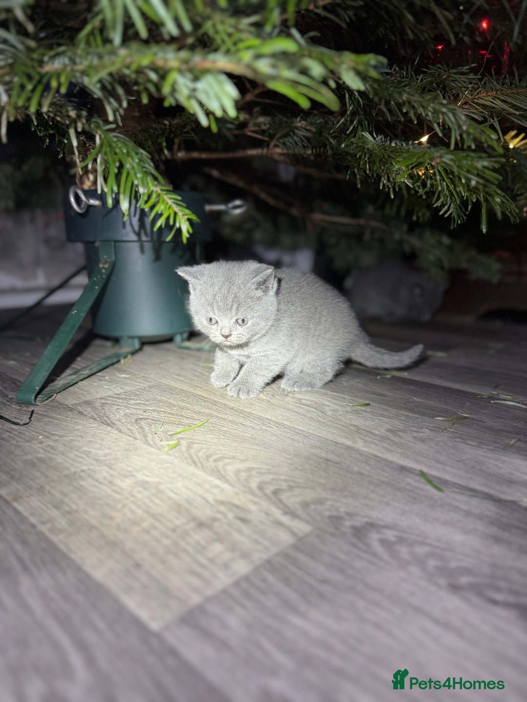 British Shorthair cats for sale: Beautiful British Shorthair Blue Kittens Available - Advert 29