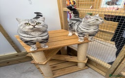 British Shorthair cats for sale: British shorthair  - Image 5