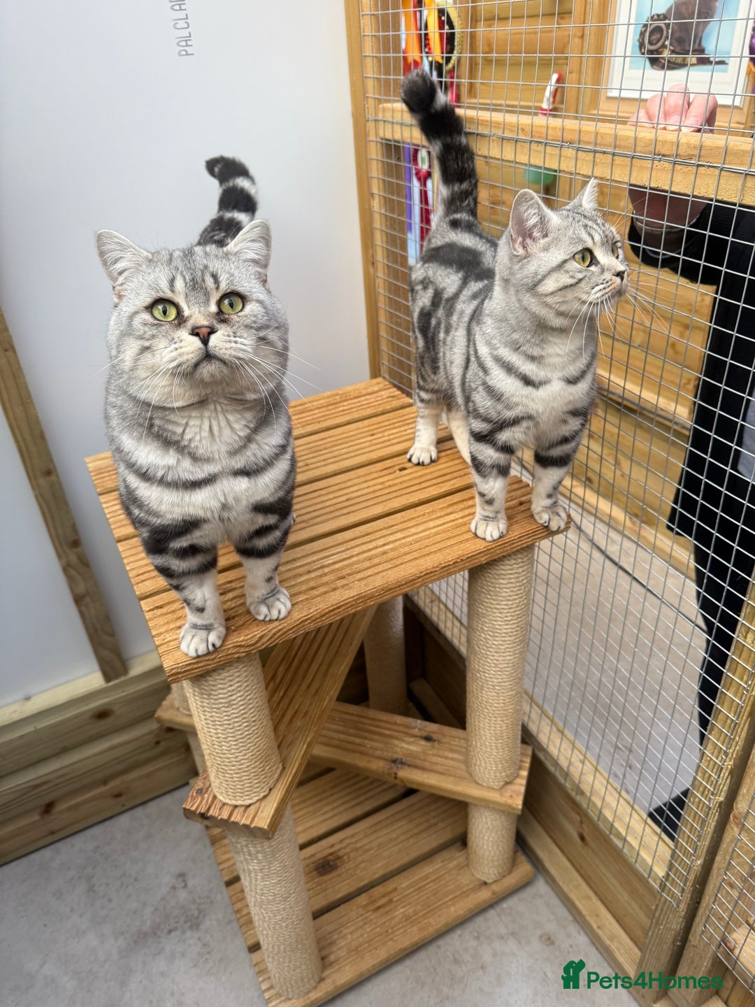 British Shorthair cats for sale: British shorthair  - Image 5