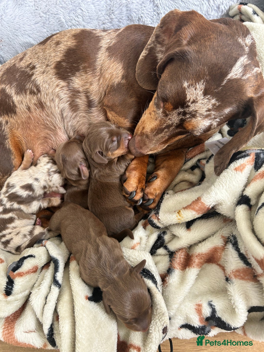 Dachshund dogs for sale: BEAUTIFUL Miniature Dachshund's  - Image 3