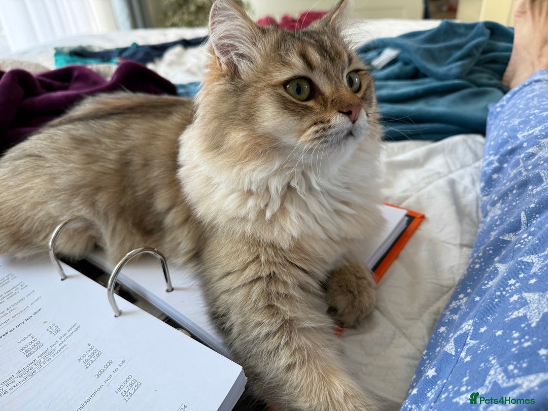 British Longhair cats for sale: British Longair and Shorthair Kittens for sale - Image 12