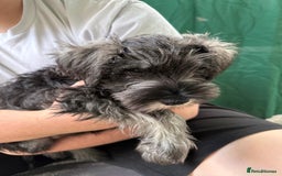 Miniature Schnauzer dogs for sale: Ready for our forever home’s miniature schnauzers  - Image 7
