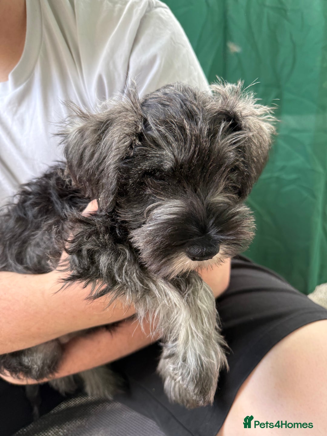 Miniature Schnauzer dogs for sale: Ready for our forever home’s miniature schnauzers  - Image 7