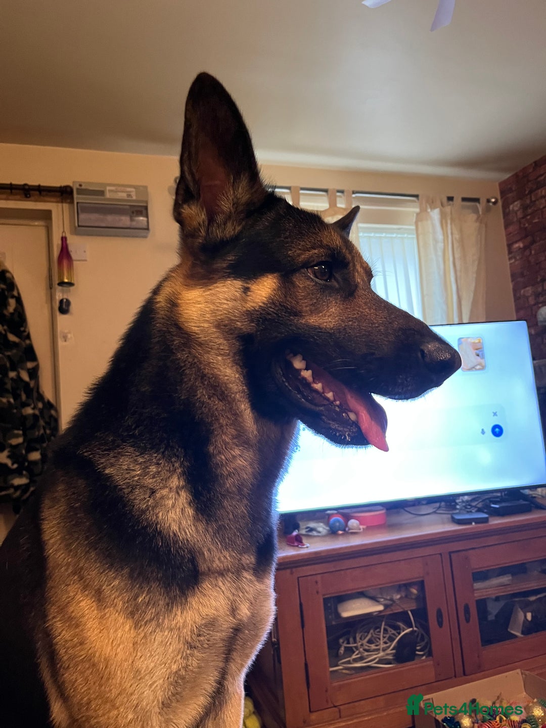 Mixed Breed dogs for sale: Black Shepherd Puppies - Advert 2