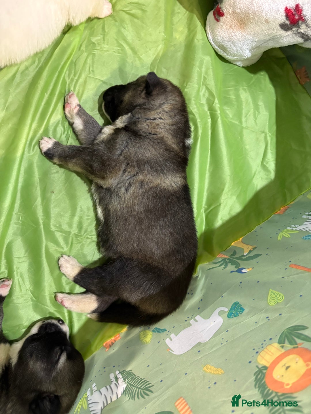 Huskita dogs for sale: american akuta X husky - Advert 3