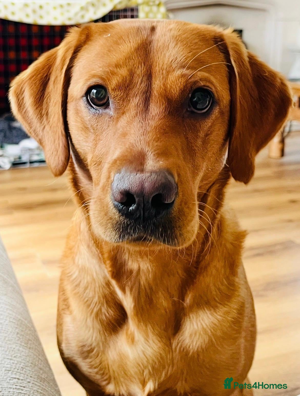 Labrador Retriever dogs Quality Best of Breed Lineage, Fox Red Lab Puppies - Advert 5