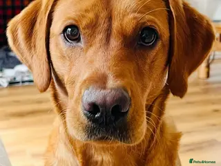 Labrador Retriever dogs Quality Best of Breed Lineage, Fox Red Lab Puppies - Advert 2