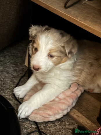 Border Collie dogs Only one girl left. - Advert 2