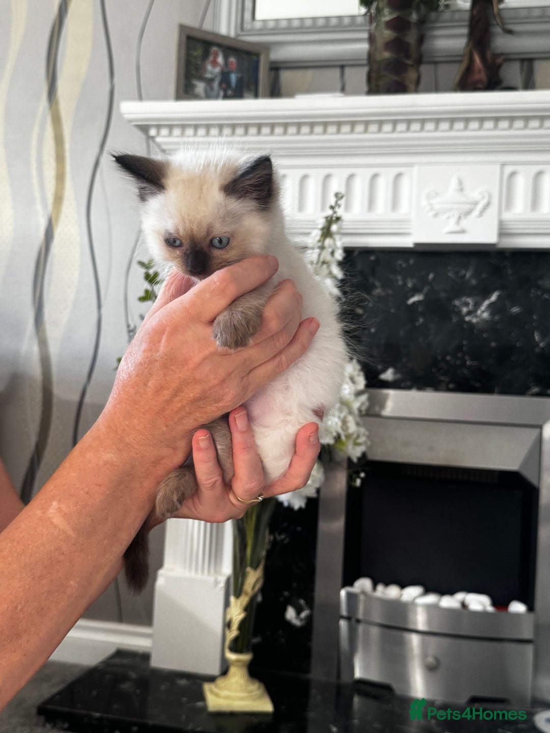 Ragdoll cats for sale: 7 Beautiful Pure Ragdolls for sale - Image 13