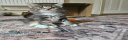 Mixed Breed cats for sale: 6 kittens  in Croydon - Advert 2