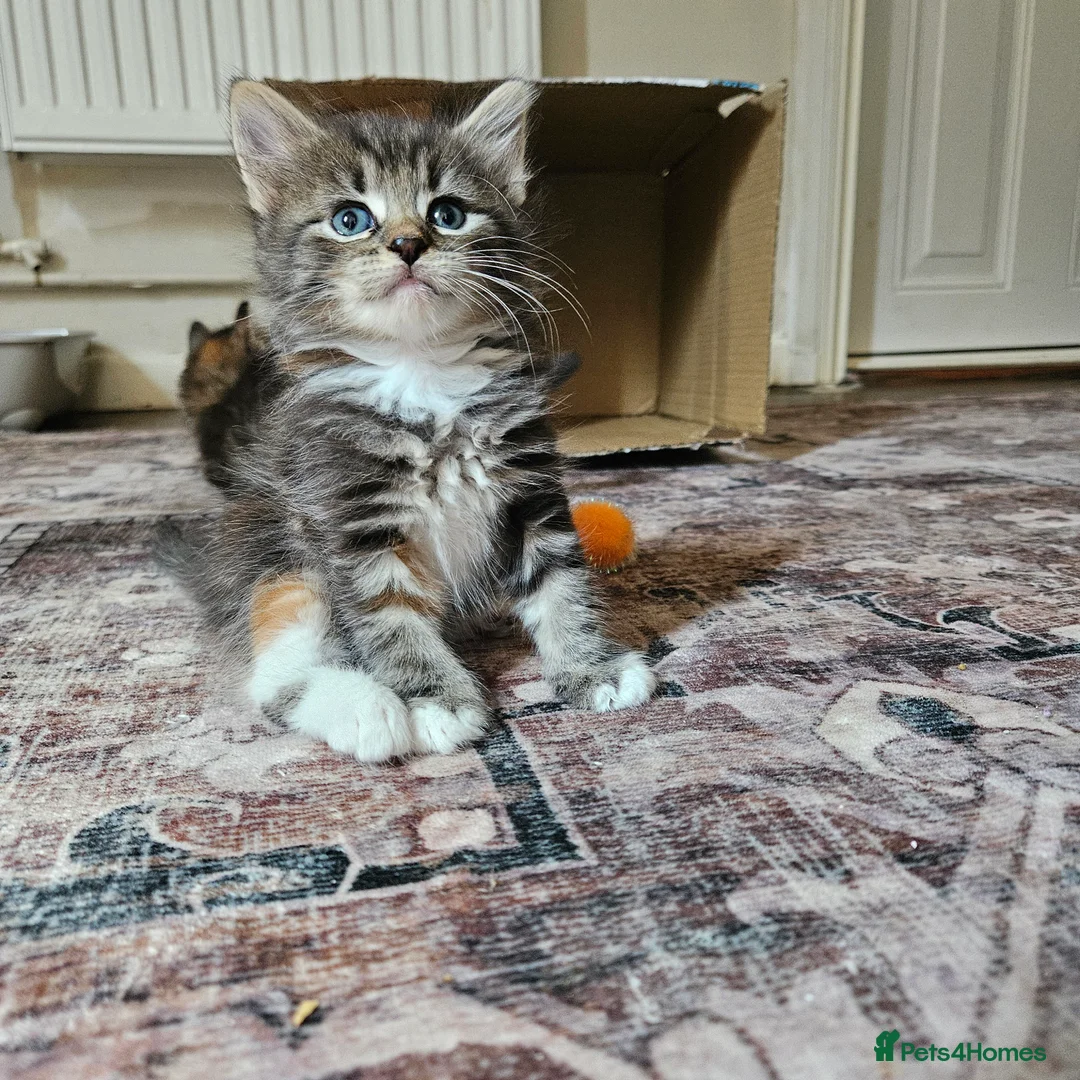 Mixed Breed cats for sale: 6 kittens  in Croydon - Advert 2