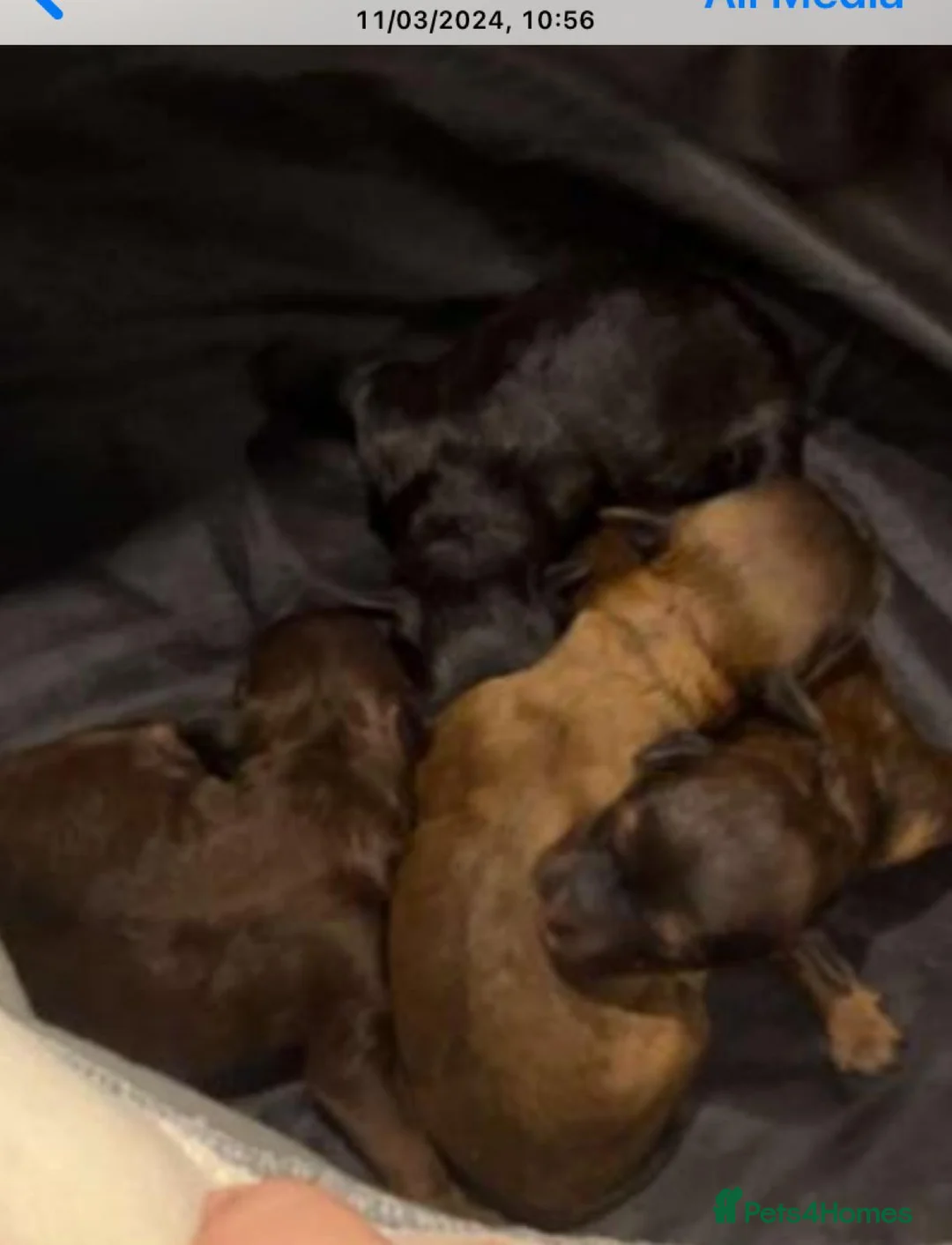 Miniature Poodle dogs for stud: Stunning Red Poodle for Stud in Motherwell - Advert 8