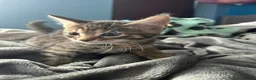 Mixed Breed cats for sale: Beautiful kittens for sale. read description.  - Advert 12
