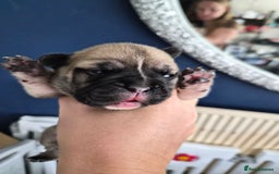 Mixed Breed dogs for sale:  Female Hybrid Bulldog Pups - Image 6