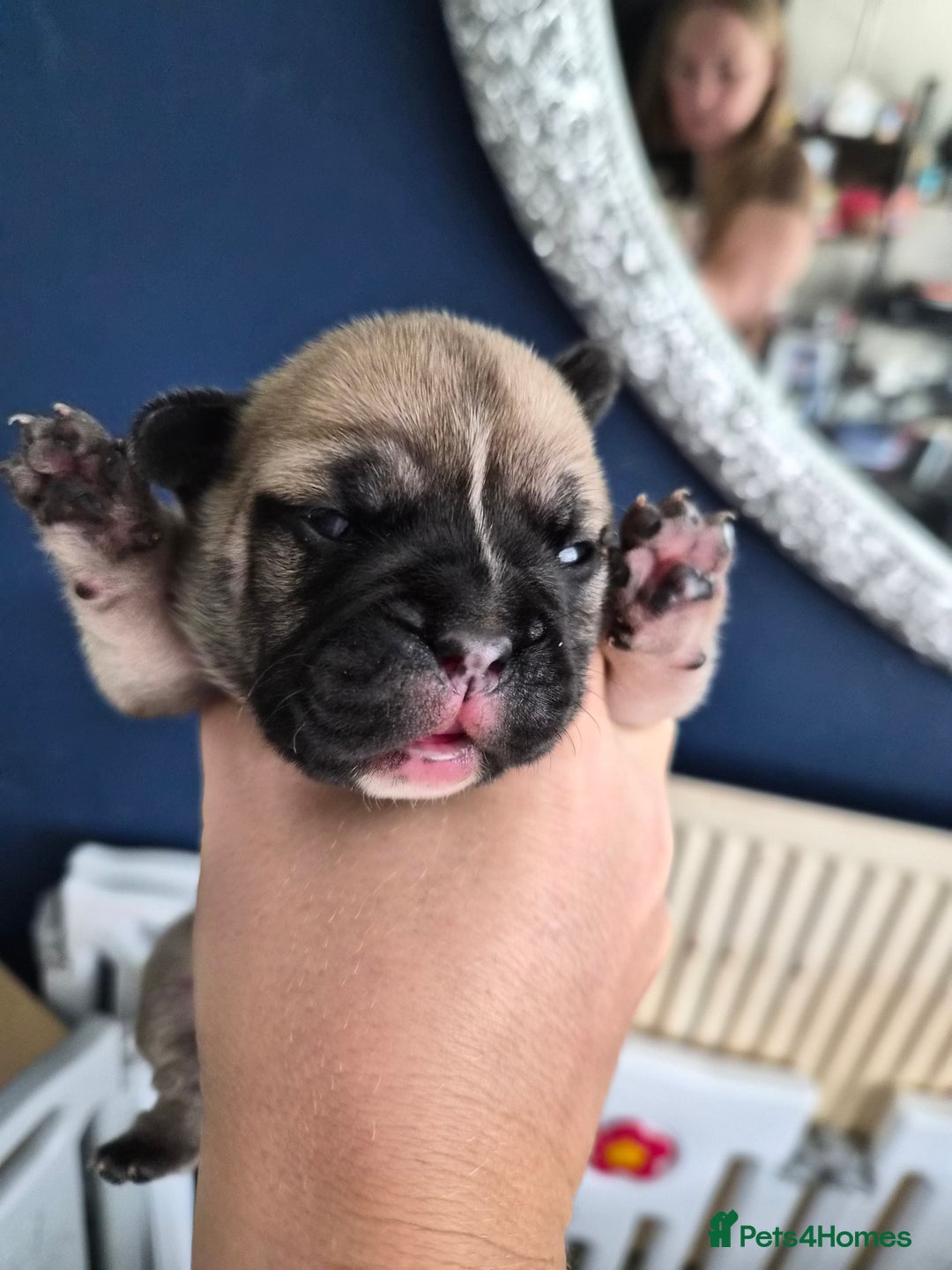 Mixed Breed dogs for sale:  Female Hybrid Bulldog Pups - Image 6