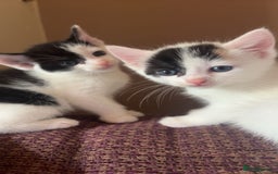 British Shorthair cats for sale: AVAILABLE 2 Beautifulbou kittens identical twins  - Image 22