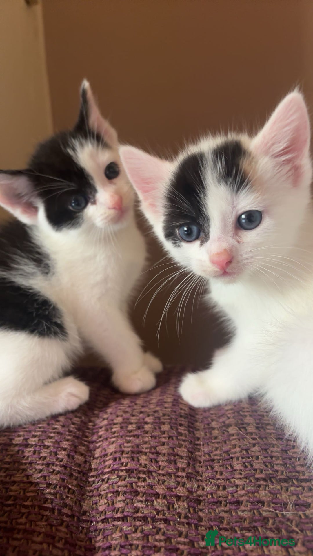 British Shorthair cats for sale: AVAILABLE 2 Beautifulbou kittens identical twins  - Image 22