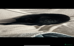 British Shorthair cats for sale: Adult male - Advert 9