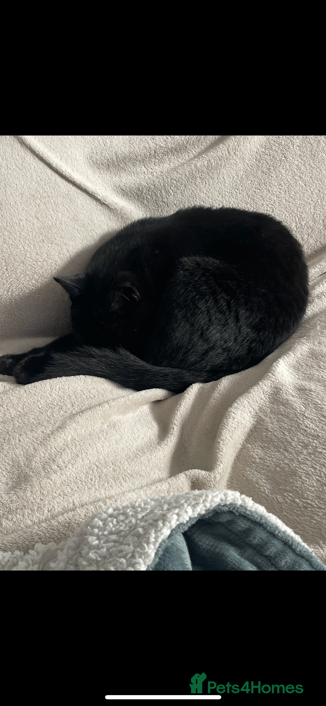 British Shorthair cats for sale: Adult male - Advert 9