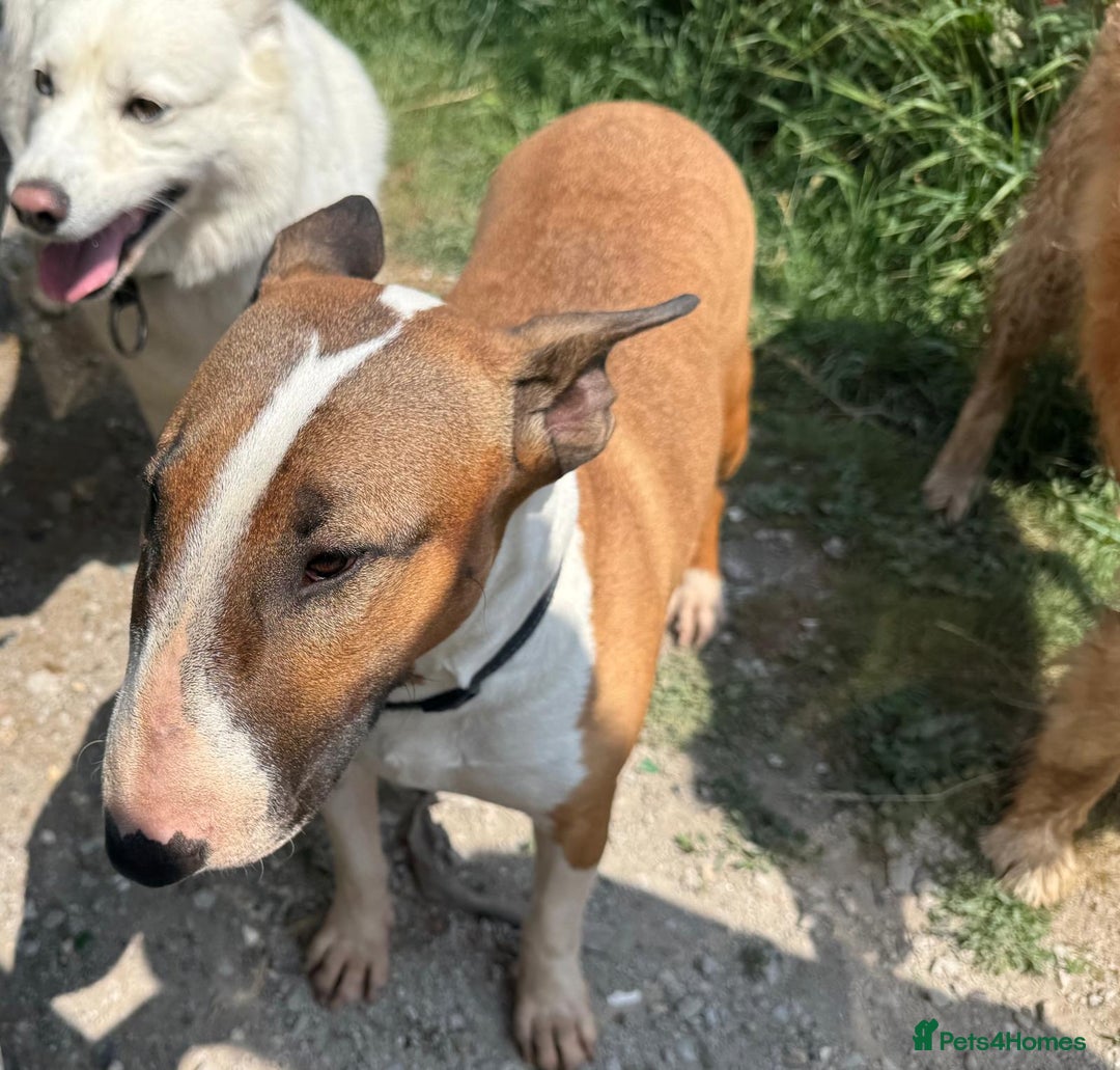 English Bull Terrier dogs for sale: English bull terrier  - Image 18