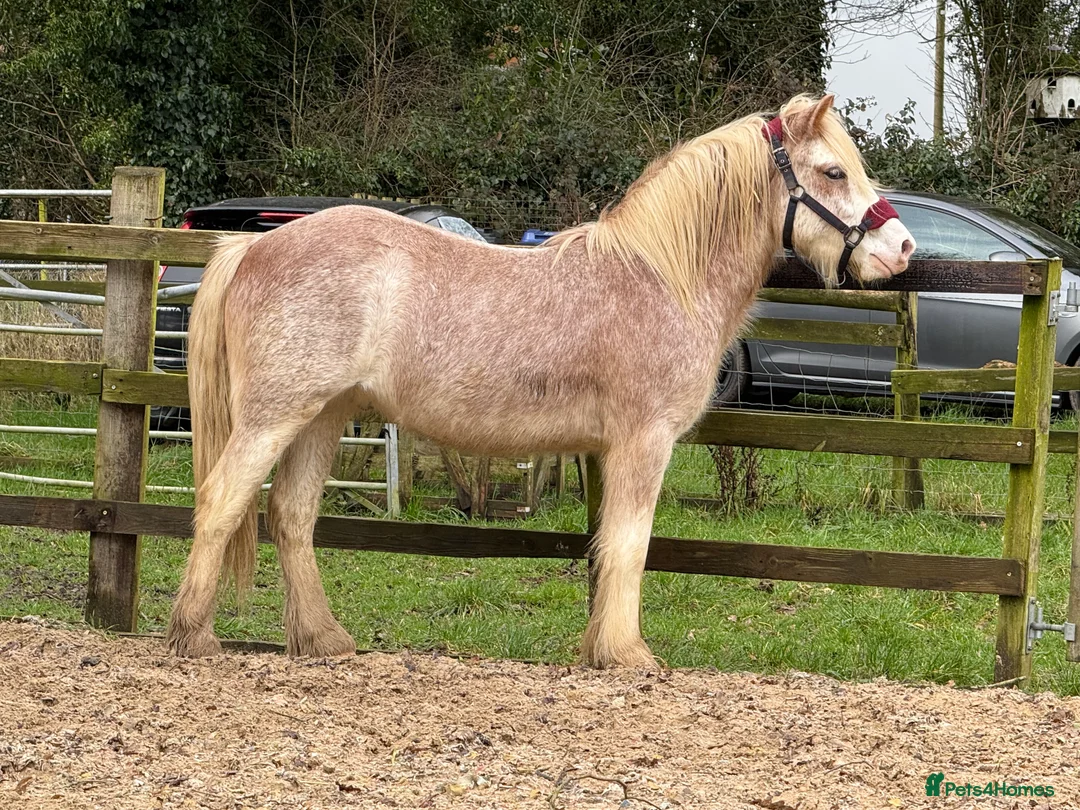 Other Breed horses for sale: Stunning 2 year old gelding roan/blagdon - Advert 1