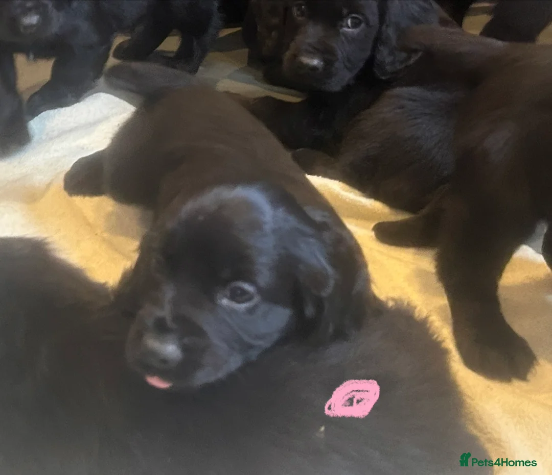 Cocker Spaniel dogs for sale: KC Registered Black Cocker Spaniels - Advert 15